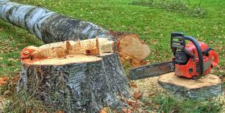 Best Stump Grinding and Removal  in South Fallsburg, NY