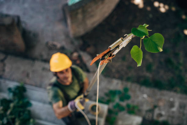 Best Storm Damage Tree Cleanup  in South Fallsburg, NY