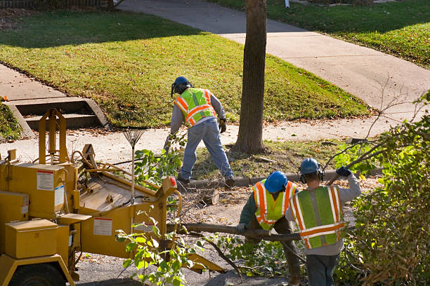 Best Emergency Tree Removal  in South Fallsburg, NY