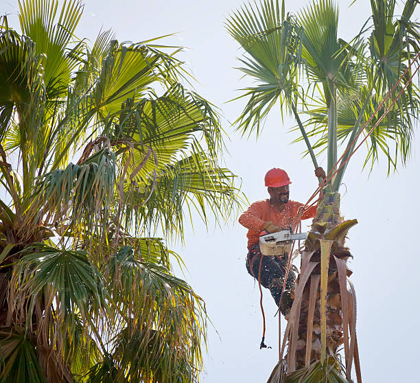 Best Tree Preservation Services  in South Fallsburg, NY