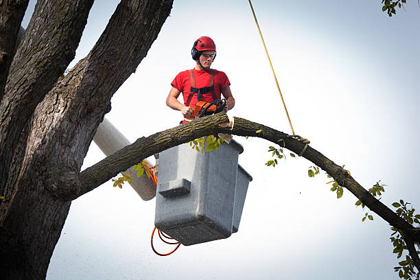 Best Leaf Removal  in South Fallsburg, NY